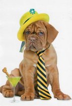 Een blanco wenskaart met een grappige hond. Een leuke hoed en een stropdas om de hond heen maakt hem helemaal af. Een dubbele wenskaart inclusief envelop en in folie verpakt.