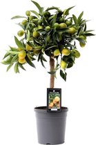 Citrus Kumquat – ↨ 50cm – ⌀ 15cm