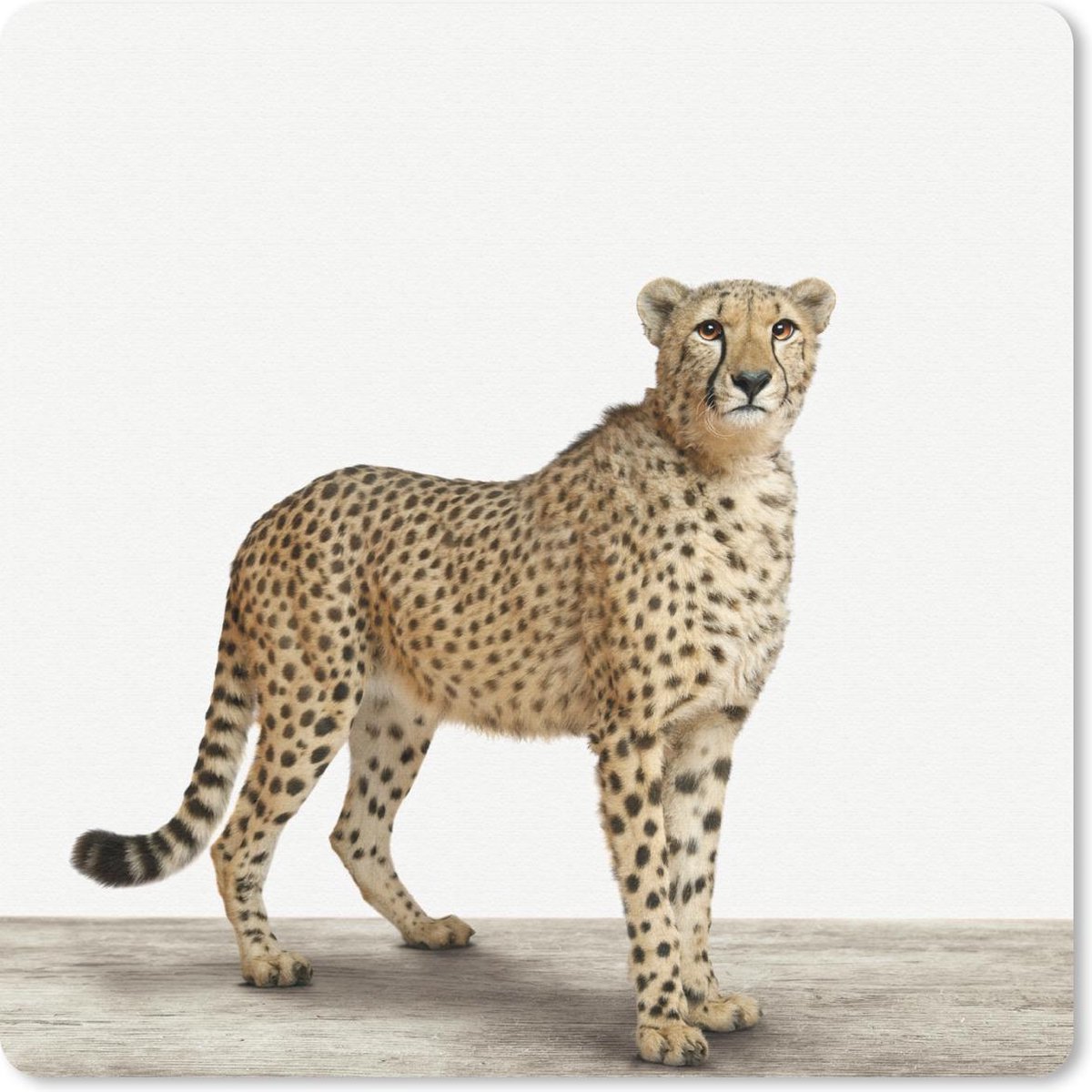 Muismat 30x30 cm - Mousepad Dieren - Jachtluipaard - Wit - Muismatten