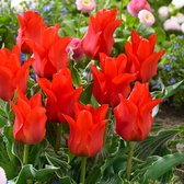 20x Tulpen - Tulipa 'Oriental Beauty' - Rood - Voorjaarsbloei - 20 bloembollen