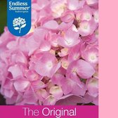 1x Hydrangea macrophylla 'Endless Summer THE ORIGINAL PINK'® - Hortensia - Planthoogte 25-30 cm in pot