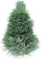 Echte Kerstboom Pinus - 40 cm - Handgemaakt - Vers - Kerst Decoratie - Kerstversiering