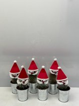Cactus24- Cactus Kerstman- 6 stuks- Zinken pot- 6.5cmØ- kerst