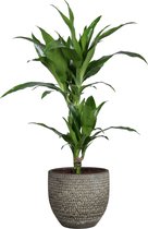 FloraExpert - Dracaena - 65 Cm - Ø 18