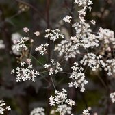 Anthriscus sylvestris 'Ravenswing' - Fluitenkruid - Planthoogte: 10 cm - Pot 17 cm (2 liter)