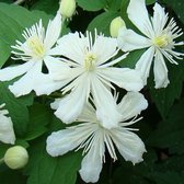 Clematis Summer Snow - Klimplant  |  Creme witte bloemen - Meerjarig en Winterhard - 1,5 liter pot