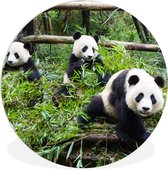 WallCircle - Wandcirkel ⌀ 150 - Panda's - Bamboe - Bladeren - Ronde schilderijen woonkamer - Wandbord rond - Muurdecoratie cirkel - Kamer decoratie binnen - Wanddecoratie muurcirkel - Woonaccessoires