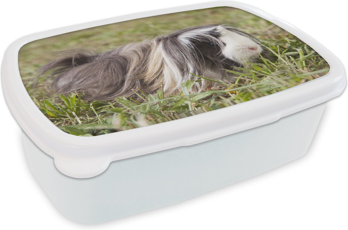 Broodtrommel Wit - Lunchbox - Brooddoos - Langharige cavia - 18x12x6 cm - Volwassenen