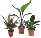Bol.com Plant in a Box - Tropische kamerplanten - Set van 3 - Calathea Philodendron Strelitzia - Pot 12cm - Hoogte 25-40cm aanbieding