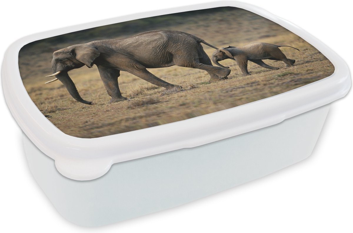 Broodtrommel Wit - Lunchbox - Brooddoos - Olifant - Kalf - Kenia - 18x12x6 cm - Volwassenen
