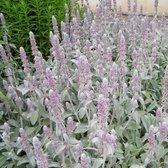 Stachys byzantina - Ezelsoor - Planthoogte: 10 cm - Pot 11 cm (1 liter)