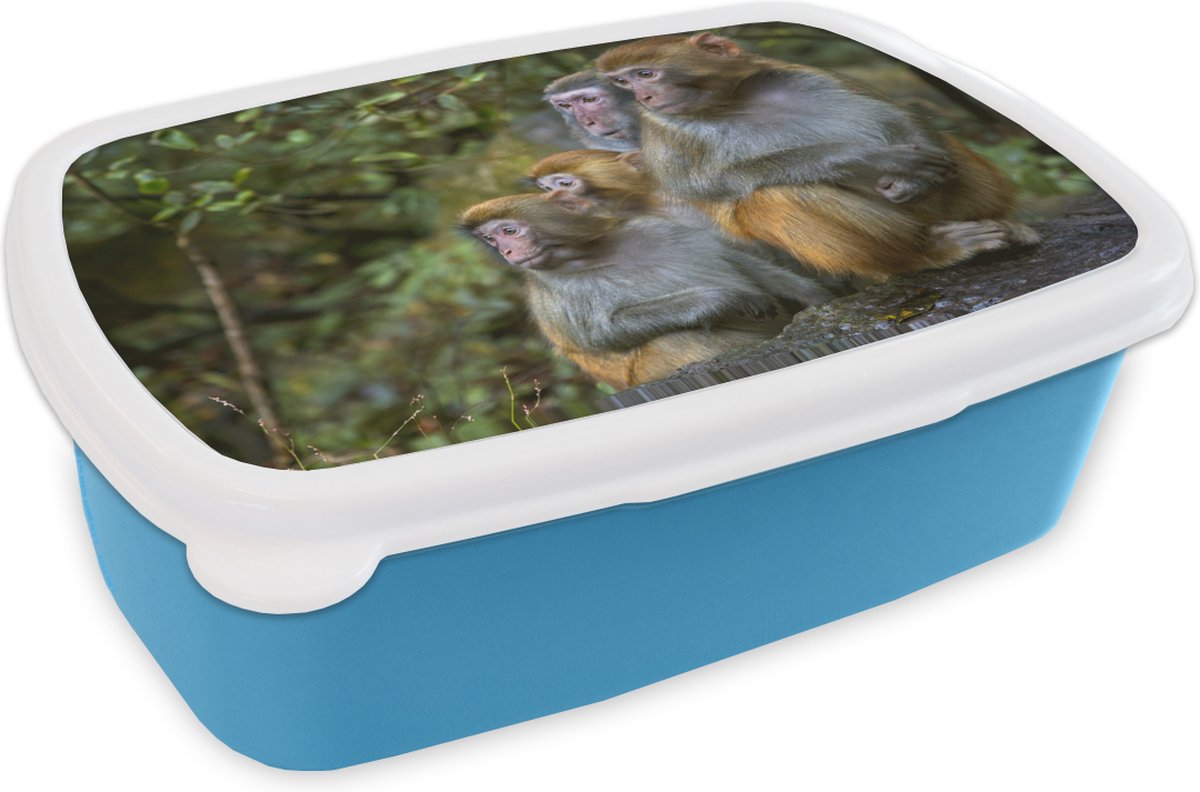 Broodtrommel Blauw - Lunchbox - Brooddoos - Apen - Stenen - Bos - 18x12x6 cm - Kinderen - Jongen