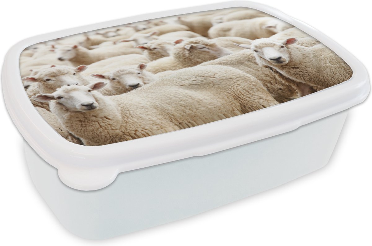 Broodtrommel Wit - Lunchbox - Brooddoos - Schapen - Wol - Wit - 18x12x6 cm - Volwassenen