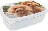 Broodtrommel Wit - Lunchbox - Brooddoos - Een close-up van de bruine puppy's - 18x12x6 cm - Volwassenen