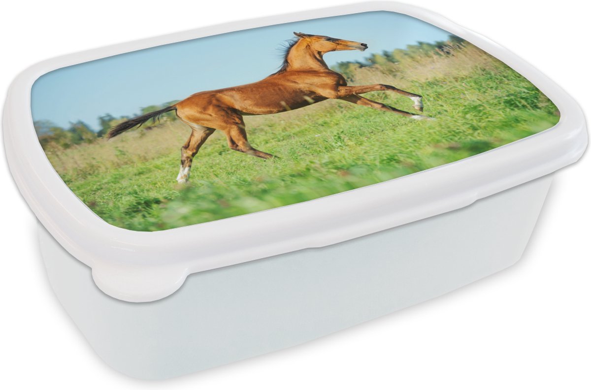 Broodtrommel Wit - Lunchbox - Brooddoos - Paard - Gras - Bruin - 18x12x6 cm - Volwassenen