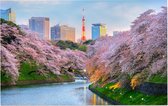 Kersenbloesem in bloei in Chidorigafuchi Park in Tokio - Foto op Forex - 120 x 80 cm