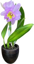 Cattleya Blc. Mahina Yahiro - Orchidee