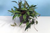 Hoya Pubicalyx - D19 cm - H40 cm