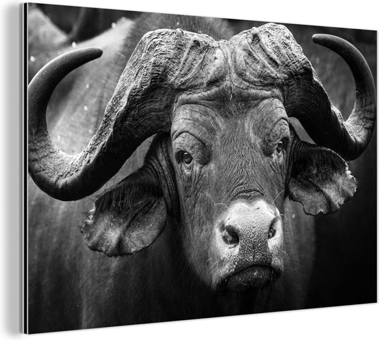 Wanddecoratie Metaal - Aluminium Schilderij - Dierenprofiel kafferbuffel in zwart-wit