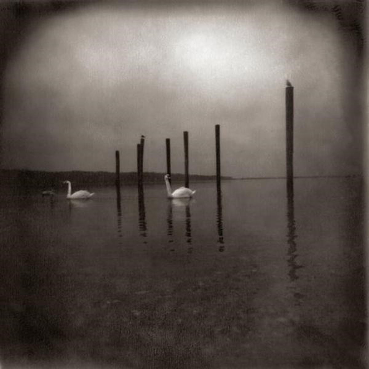 Om - Conference Of The Birds (CD)