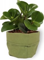Kamerplant Peperomia Green Gold- Vetplant - ± 25cm hoog - 12cm diameter - in groene sierzak