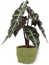 Kamerplant Alocasia Polly - Skeletplant - ± 30cm hoog – 12cm diameter - in groene sierzak