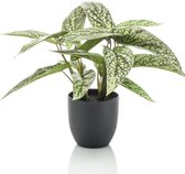 Kunstplant Calathea 38 cm in pot groen/wit