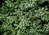 Waterviolier (Hottonia palustris) - Vijverplant - Per 2 manden - Vijverplanten Webshop