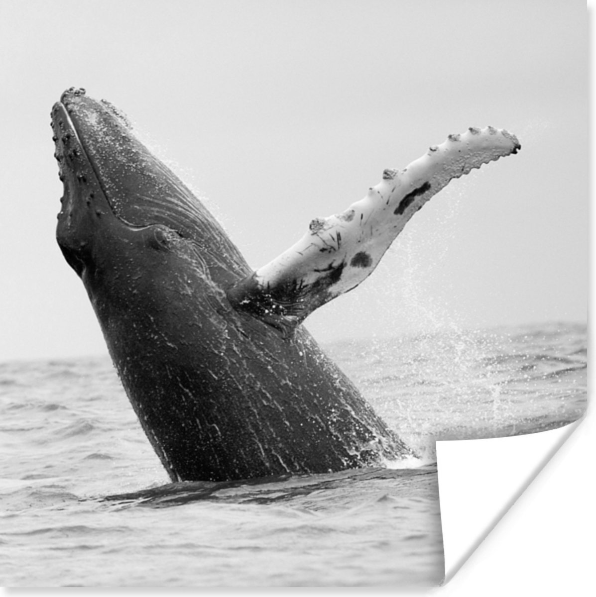 Baleine à bosse dans l'océan près du Costa Rica en papier poster