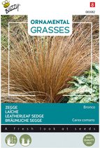 Buzzy zaden - Zegge 'Bronco' | Ornamental Grasses