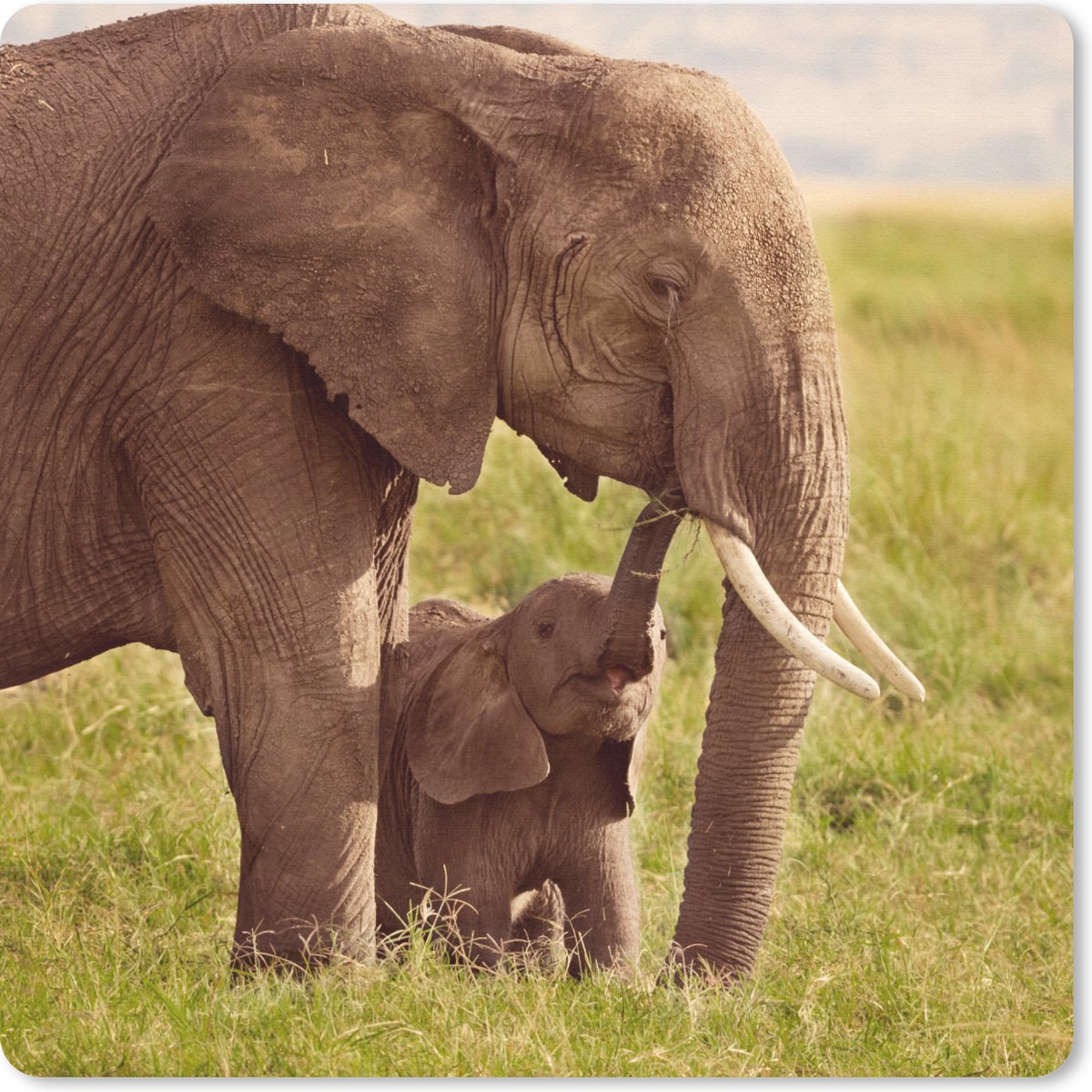 Muismat 30x30 cm - Mousepad Olifant - Gras - Jong - Slurf - Muismatten