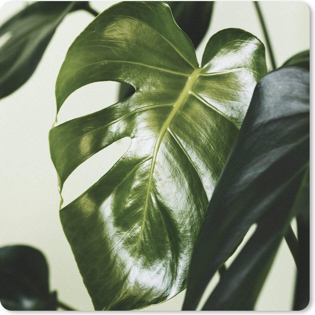 Muismat 20x20 cm - Mousepad Foto van donkergroen botanisch blad - Muismatten