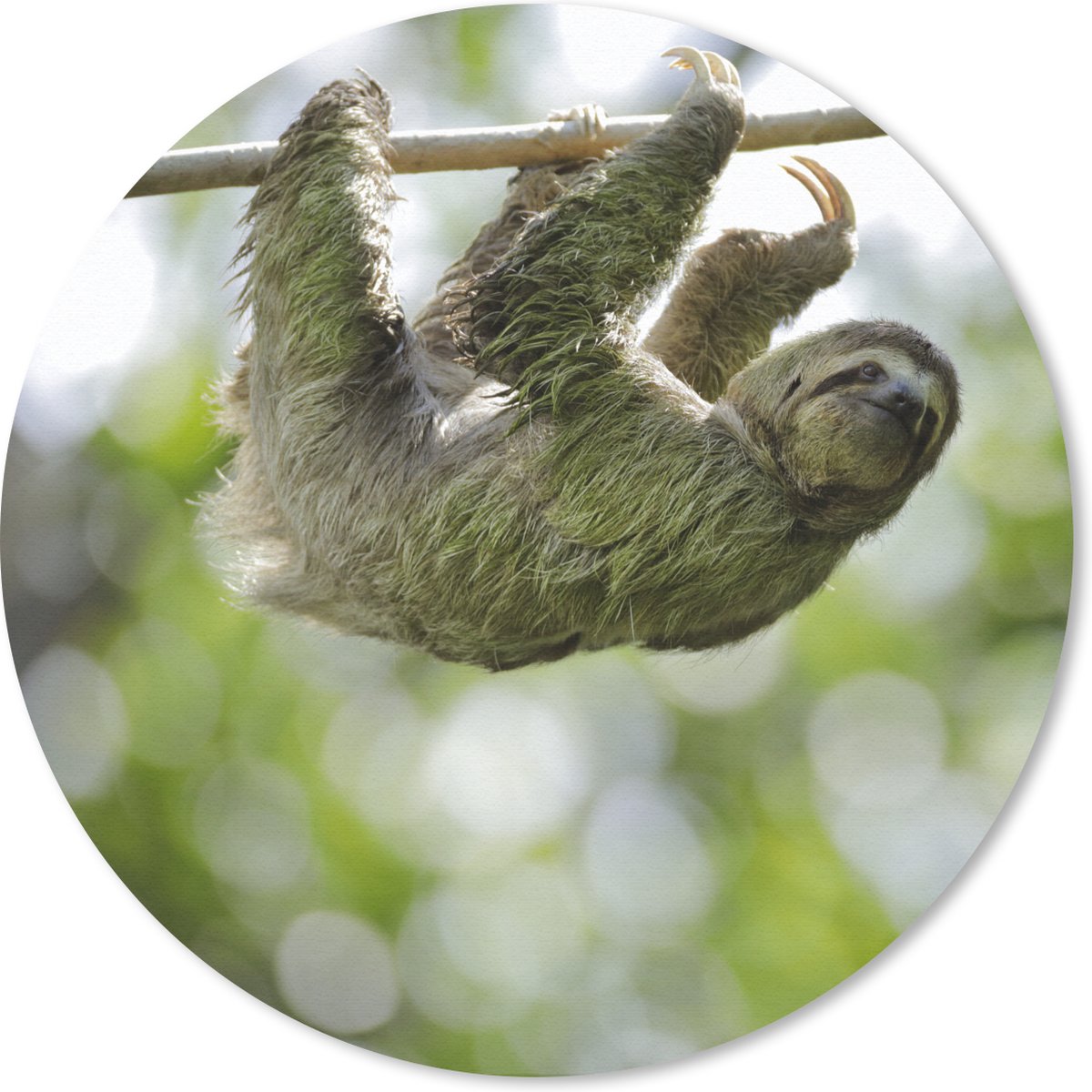 Muismat rond 30x30 cm - Mousepad Een luiaard hangt in de bomen - Ronde muismatten