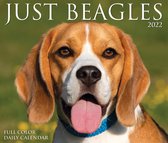 Beagle Kalender 2022 Boxed