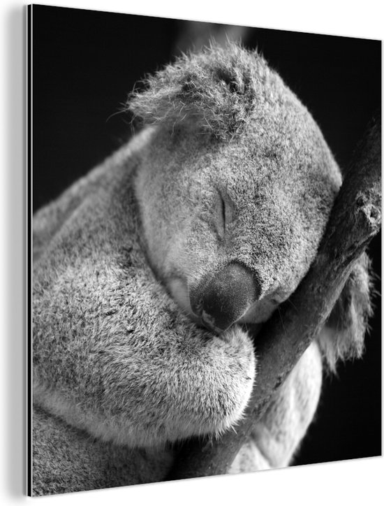 Wanddecoratie Metaal - Aluminium Schilderij Industrieel - Slapende koala op zwarte achtergrond in zwart-wit - 20x20 cm - Dibond - Foto op aluminium - Industriële muurdecoratie - Voor de woonkamer/slaapkamer