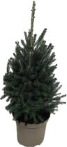 FloriaFor - Picea Glauca Super Green - - ↨ 95cm - ⌀ 26cm