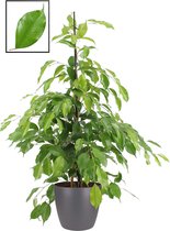 Mama's Planten - Ficus Benjamina ‘Exotica’ In ELHO Brussels Round (antraciet) - Vers Van De Kweker - ↨ 105cm - ⌀ 22cm