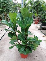 Kamerplant van Botanicly – Vioolplant  – Hoogte: 130 cm – Ficus Lyrata
