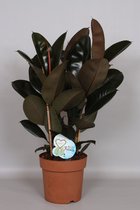 Kamerplant van Botanicly – Rubberboom – Hoogte: 75 cm – Ficus elastica Abidjan