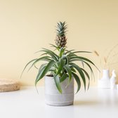 Ananasplant | Inclusief keramiek pot | Kamerplant | Bloompost