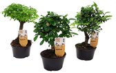 Plant in a Box - Bonsai boompjes Mix - Mix van 3 stuks - Bonsai boompjes - Pot ⌀9,5cm - Hoogte ↕ 20-30cm