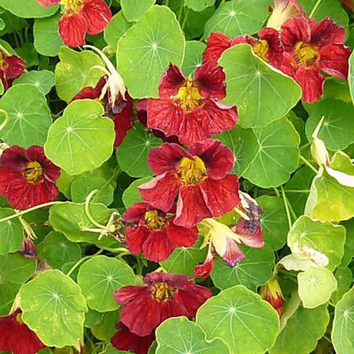 Oost-Indische Kers zaden - Mahogany Jewel