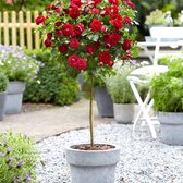 Stamroos Rosa 'Nina Rosa' rood - Rozen - Bare rooted - Winterhard - ↑ 60-80 cm