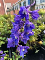 6 x Delphinium (P) 'King Arthur' - Ridderspoor - P9 Pot (9 x 9cm) - Dima Vaste Planten