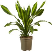 Hellogreen Kamerplant - Dracaena Burley - 100 cm