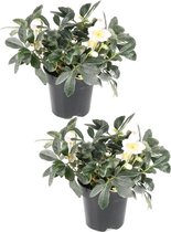 Helleborus niger - wit - Kerstroos - 35 cm hoog - potmaat 14cm - 2 stuks