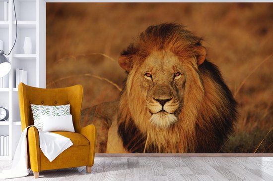 Papier peint photo peint photo Lion - nieuw - Lion regardant dans l'appareil fotobehang vinyle largeur 330 cm x hauteur 220 cm - Impression photo sur papier peint vinyle (disponible en 7 tailles) - chambre/salon/bureau