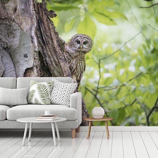 Papier peint photo peint photo vinyle - Chouette fauve rayée largeur 375 cm x hauteur 300 cm - Tirage photo sur papier peint (disponible en 7 tailles)