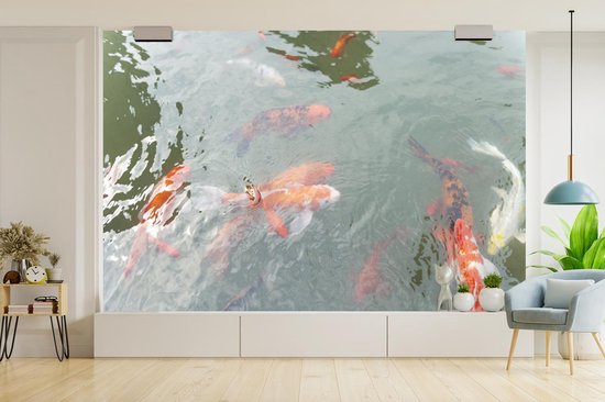 Papier peint Papier peint photo en vinyle - Un groupe de carpes koï dans un étang largeur 330 cm x hauteur 220 cm - Tirage photo sur papier peint (disponible en 7 tailles)