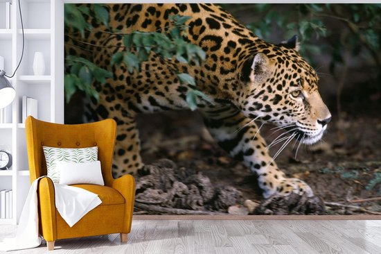 Papier peint Papier peint photo en vinyle - Jaguar rampant en forêt largeur 600 cm x hauteur 400 cm - Tirage photo sur papier peint (disponible en 7 tailles)